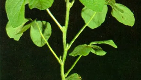 soybean plant with leaves, stage V5