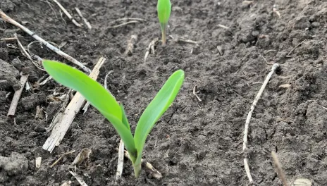 corn seedling