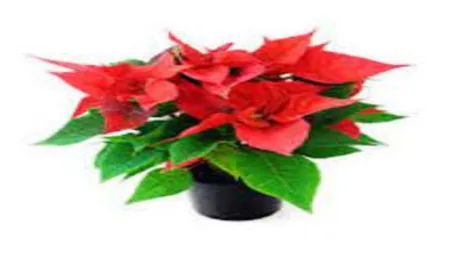 Poinsettia