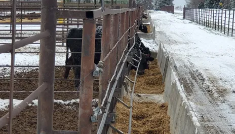 The NDSU Feedlot School helps identify areas for improvement, including feeding, manure management, budgets and marketing.