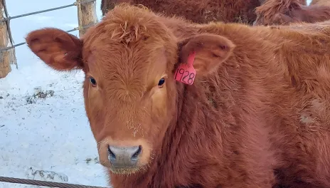 Feedlot cattle standing in a snowy pen.