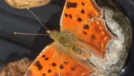 A medium-sized, orange and brown butterfly sits on a rock in a watering tray in early spring.