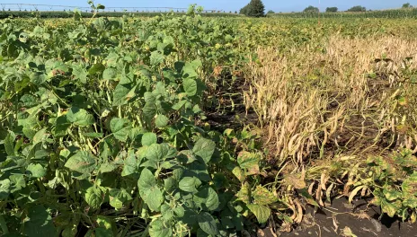 Two varieties of pinto bean, "Falcon" on the left and "Palomino" on the right, have different maturities.