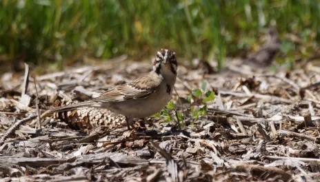 A lark sparrow stands on woodchips, looking at the camera. It has five white stripes in a star pattern on its face and a black chest spot, with red-brown coloring between stripes.