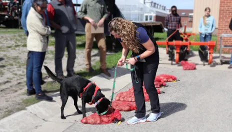 dog checking potatoes for disease