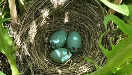 Three tiny blue-green chipping sparrow eggs with black splotches rest in a grass nest woven into the whorl of a large dandelion plant.