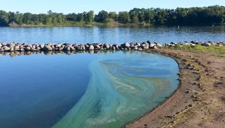 cyanobacteria, widely known as blue-green algae