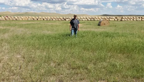 Drew Gaugler is surrounded by dark green, tall grass that grew where a bale was grazed last year.