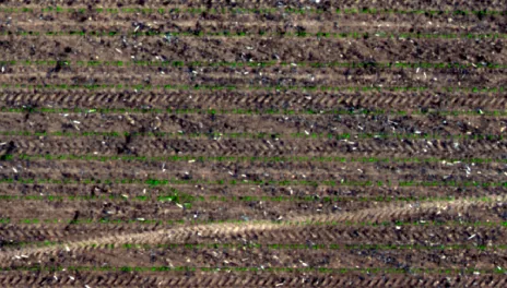 True color composite showing corn emergence. Red, green, and blue are assigned to respective color guns. Weeds near center-left complicate plant identification.