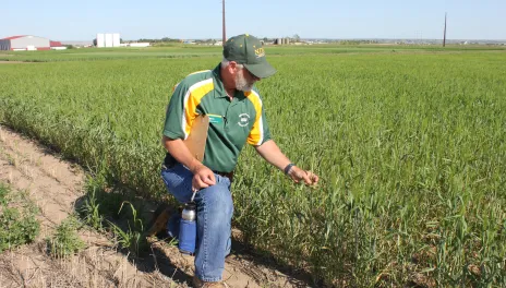 Man kneels to inspect durum plants.