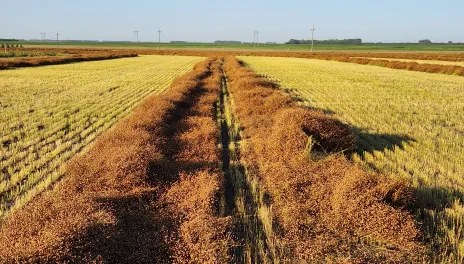 Flax in windrows