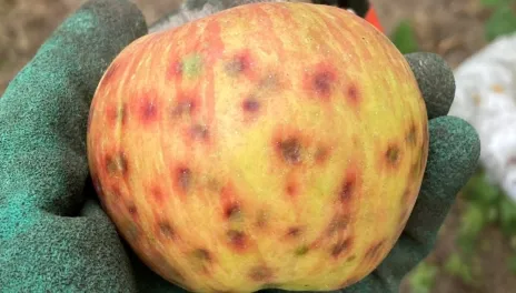 A gloved hand holds a yellow-green apple with reddish stripes.  There are brown pockmarks ringed with a red color across the surface. This is indicative of a condition known as bitter pit.