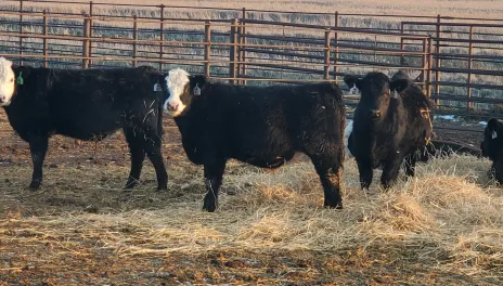 Two black calves with white faces and one all black calf stand in a straw bedded pen. One black calf is laying nearby.