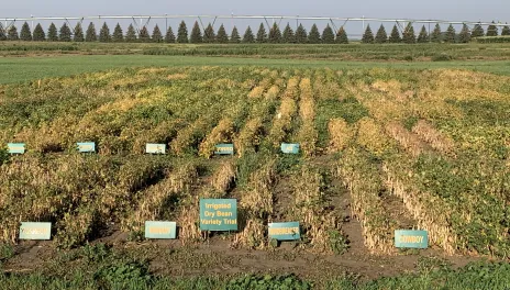 Small plots of dry beans exhibit different levels of maturity on September 6.