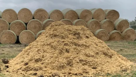 An animal mortality compost pile at the NDSU Carrington Research Extension Center. 