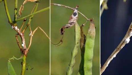 White mold in dry beans