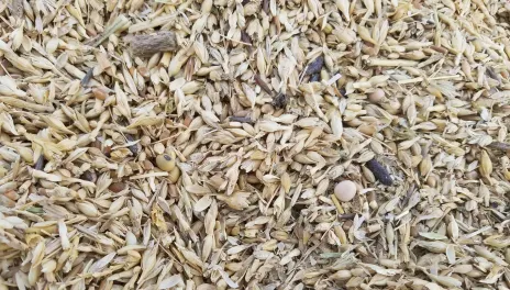 Weed seeds in grain screenings.