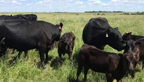 Black cattle grazing lush green rangeland.