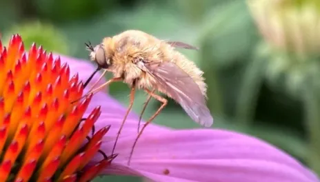 A close-up photo of the orange center and purple ray petals of an Echinacea flower.  A fuzzy, yellow-tan fly with long legs drinks nectar from the center with its tongue.