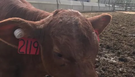 A steer with a traditional identification ear tag and an accelerometer ear tag.