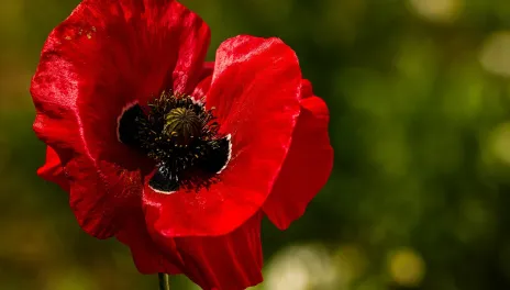 Red poppy