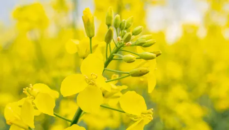 Yellow flowering canola plant.