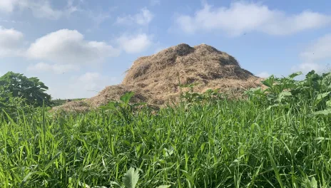 Green grass and weeds surround a pile of straw and manure.