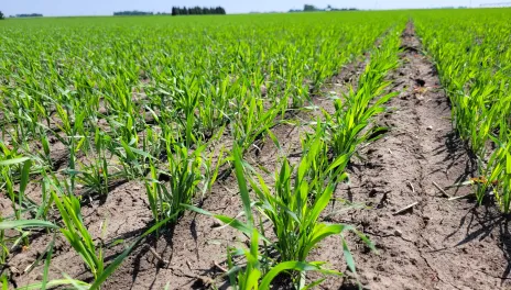 Hard red spring wheat seedlings in a field