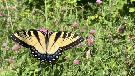 Butterfly in clover