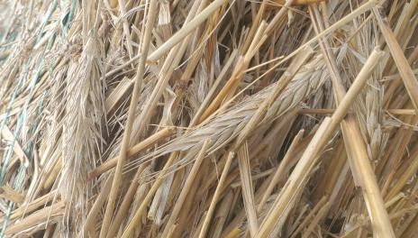 NDSU Extension offers summer grain storage tips - Jamestown Sun