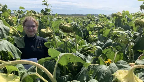 A woman stands in a sunflower field.