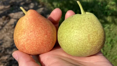 A hand holding two pears. One is yellow and has a red blush over the skin. The other is light green. The yellow fruit was overripe on the tree.