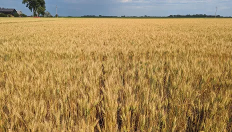 a field of golden wheat