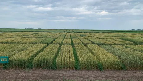 With HRSW 57 varieties entered, and four replicates of each variety planted, the 228 plots present a patchwork of green plants of varying heights on an overcast day.