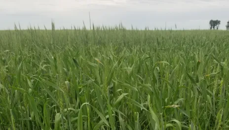 An immature field of wheat shows green stems and soft heads.