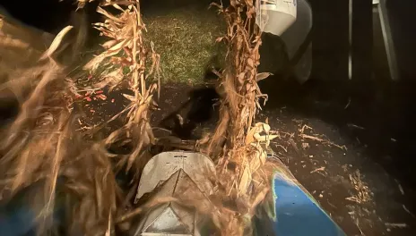 The end of two rows of corn, viewed from the cab of a plot combine at night.