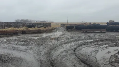 Black cattle stand on straw pack to avoid mud in a fenced corral. 