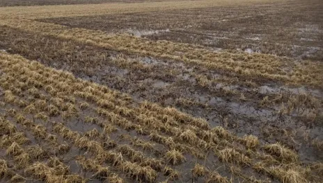 Bare topsoil with stubble and standing water.