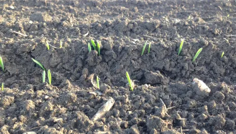 Barley seedlings emerging from black ground.