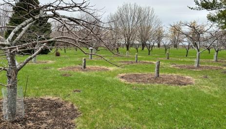 The apple orchard area shows standing trees and the stumps of Honeycrisp apple trees that were removed.