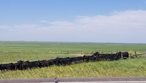 Black cattle bunch in a corner of a pasture