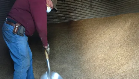 man shoveling grain inside a grain bin