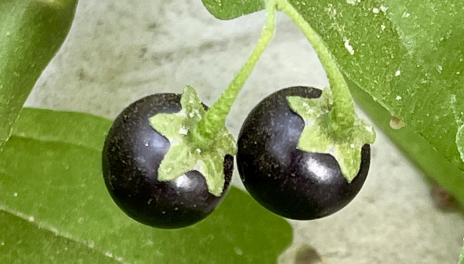 Two small black berries.