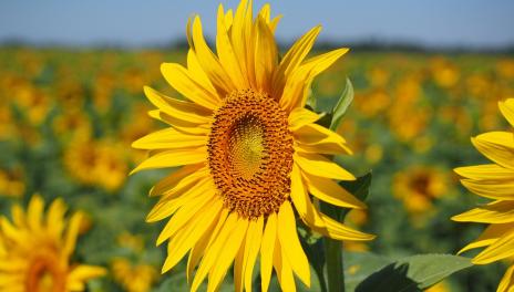 close up of a sunflower in a field of sunflowers