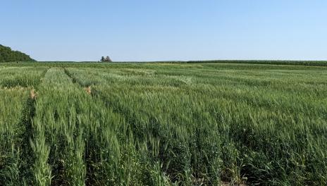 A field of green wheat plants after heading and flowering.