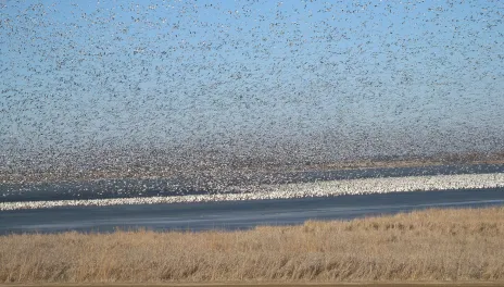 Thousands of wild geese hover over and land near open water. A gravel road is in the foreground and dry grasses surround the lake.