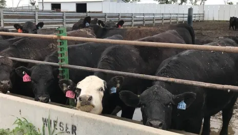 Cows at Beef Unit