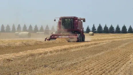 A red combine picks up windrows in a rye field. In the background are evergreen trees and large round bales.