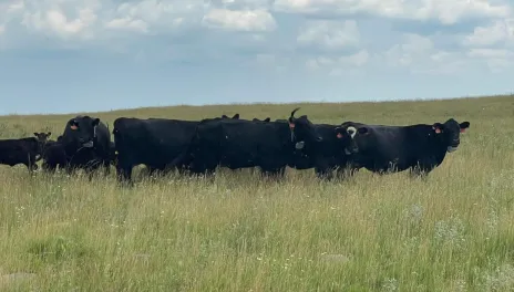 Cattle in Field