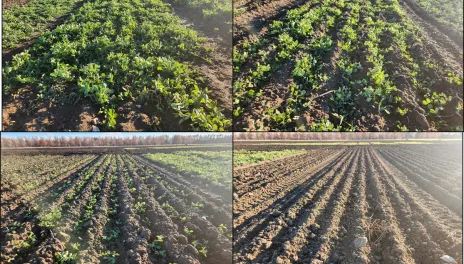 Four images of the same plot show greater plant development with earlier planting dates.